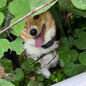 Meet your Posher, Dulcey